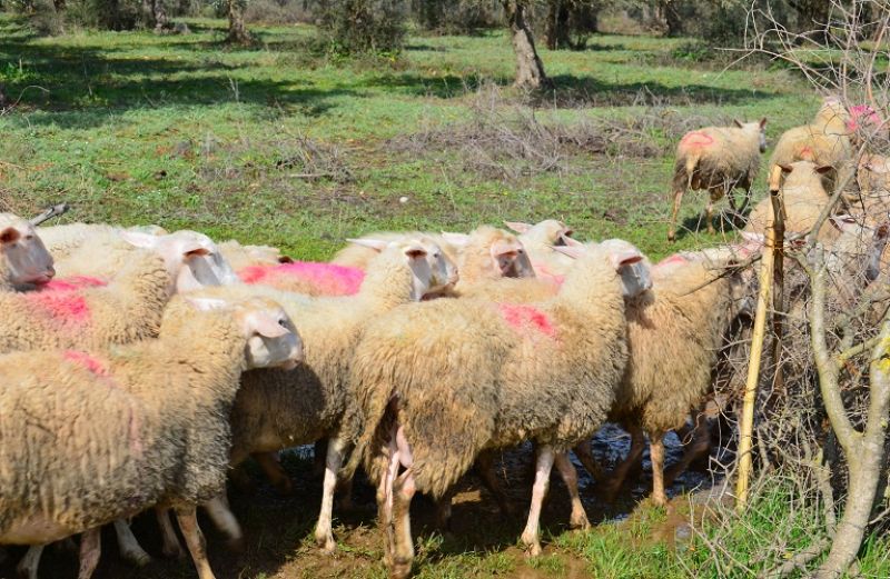 Νέα μείωση στο ζωικό κεφάλαιο της χώρας