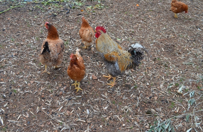 Σε επιφυλακή για τη γρίπη των πτηνών