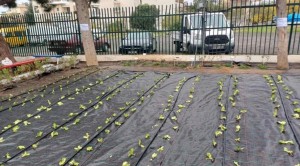 Λαχανόκηποι στα νηπιαγωγεία και τα δημοτικά από το ερχόμενο σχολικό έτος