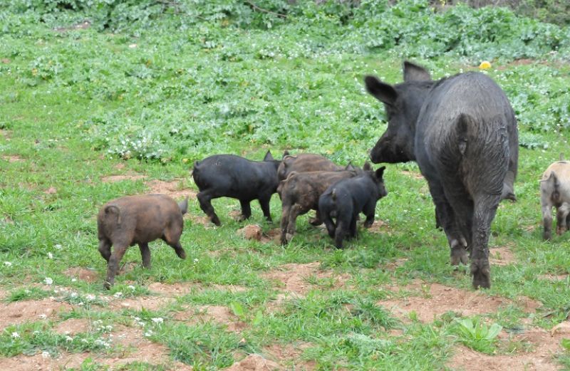 Τηλεδιάσκεψη για τη χοιροτροφία στη Δυτική Ελλάδα