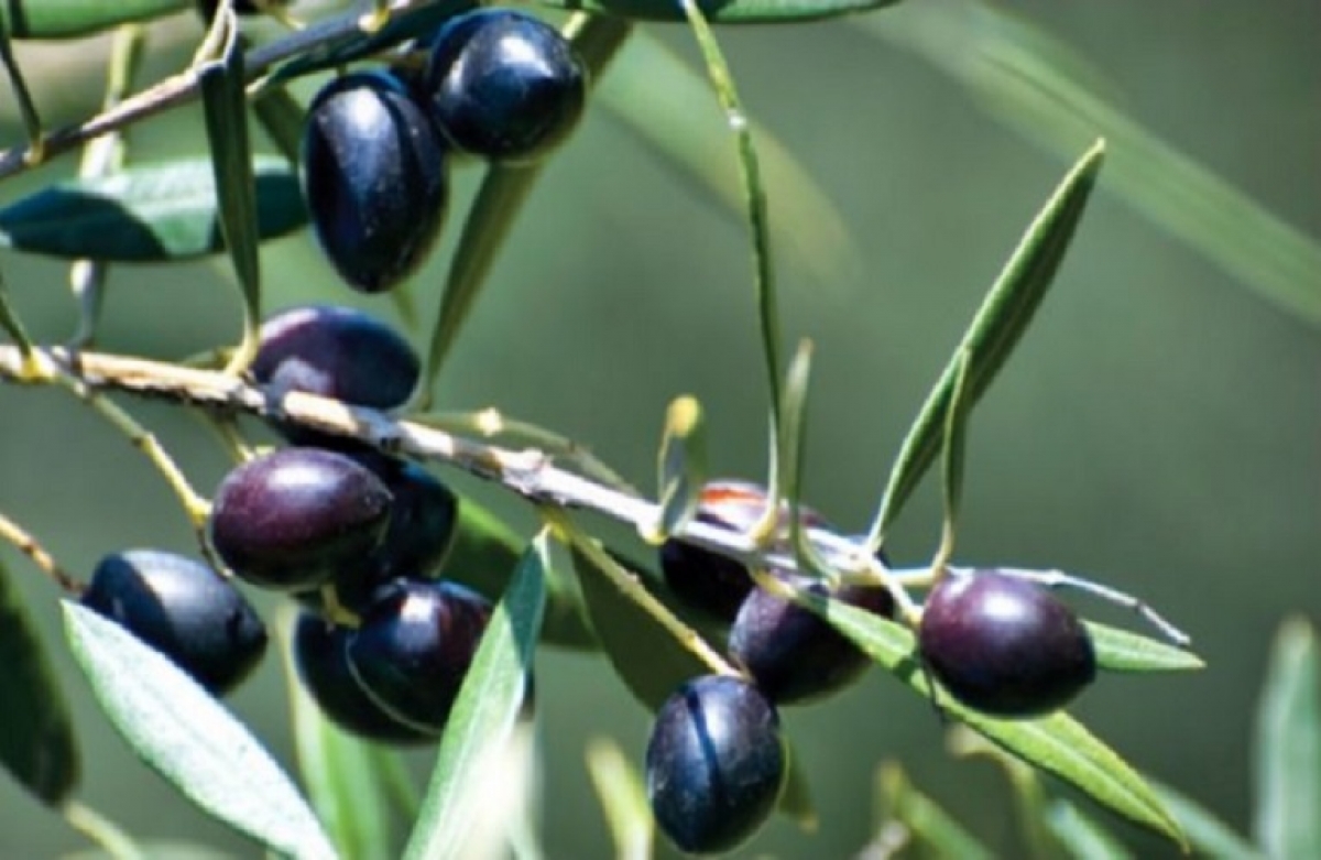 Η ευρωπαϊκή απάντηση για τις ελιές Καλαμάτας