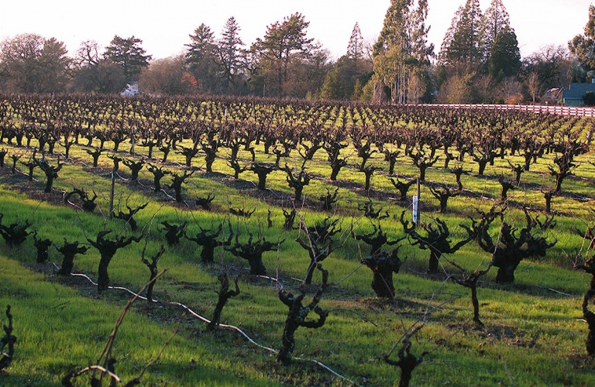 Αναδιάρθρωση αμπελώνων: Η τελική κατάταξη δικαιούχων