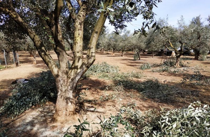 Αναθεώρηση προτύπων AGRO 2 για το Σύστημα Ολοκληρωμένης Διαχείρισης