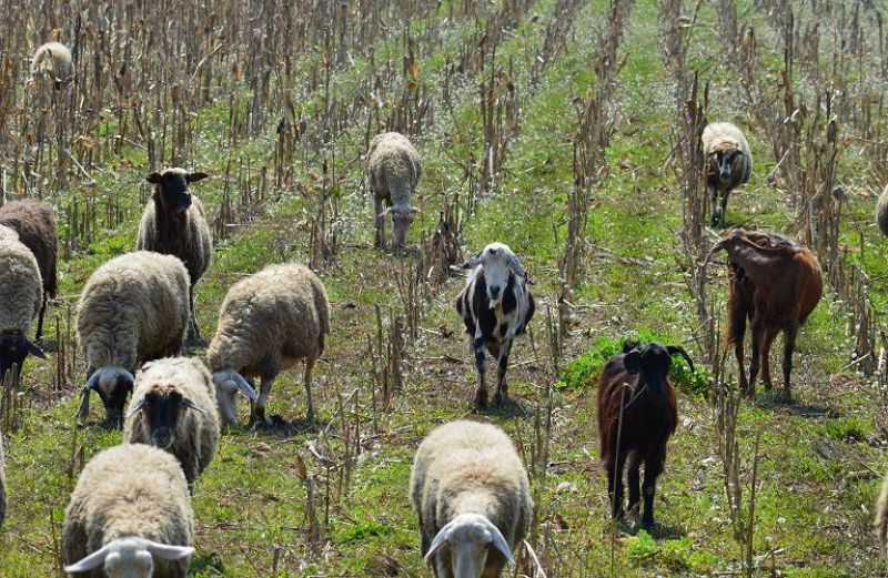 Αντίδραση από ΝΕΑ ΠΑΣΕΓΕΣ για το «κόψιμο» των ζωοτροφών από τη Βιολογική Κτηνοτροφία