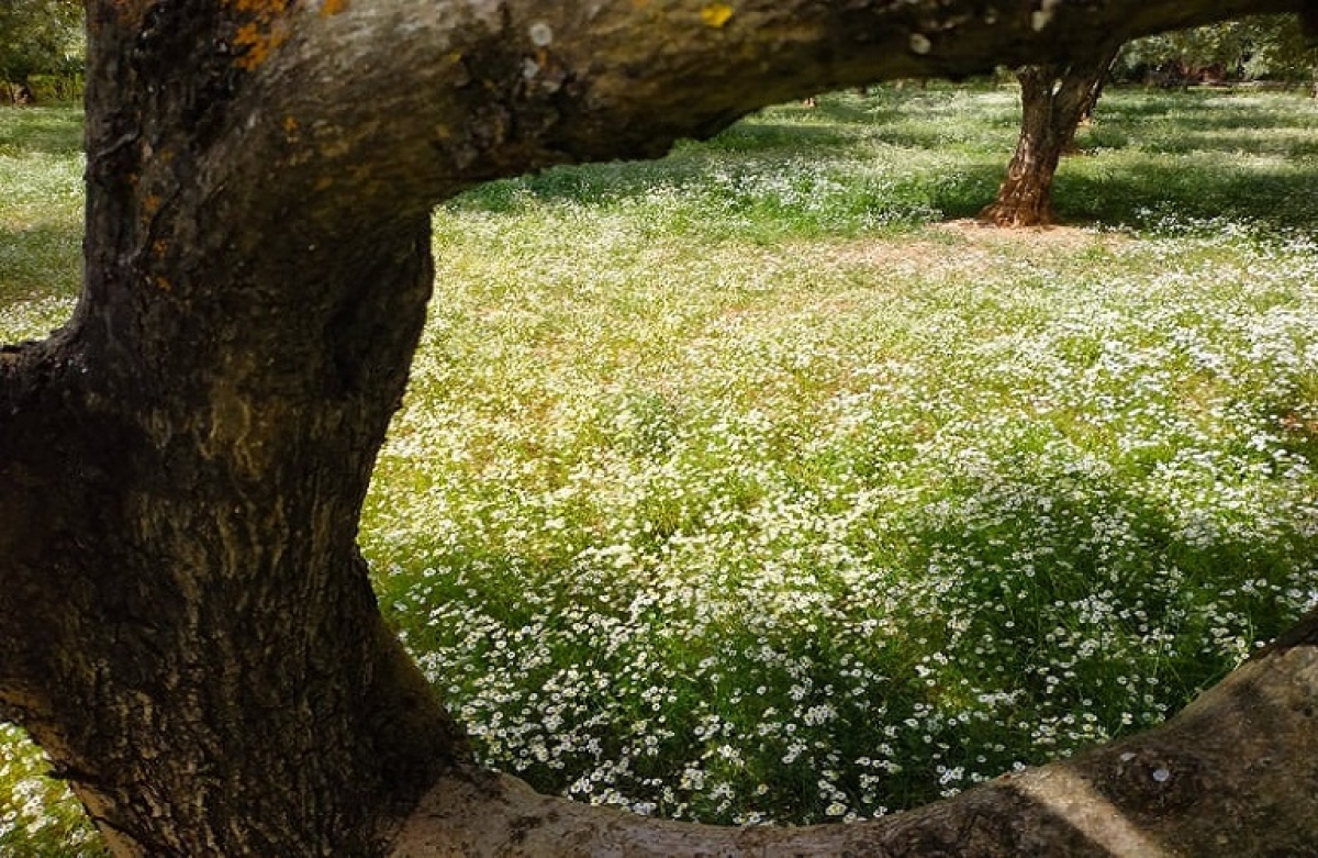 Άνοιξε η πλατφόρμα στον ΟΠΕΚΕΠΕ για ενίσχυση ελαιοπαραγωγών λόγω covid
