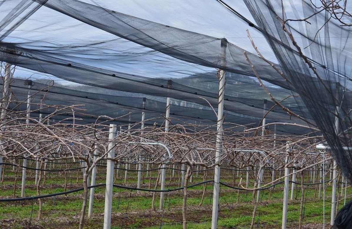 Εξάμηνη παράταση στο υπομέτρο 5.1
