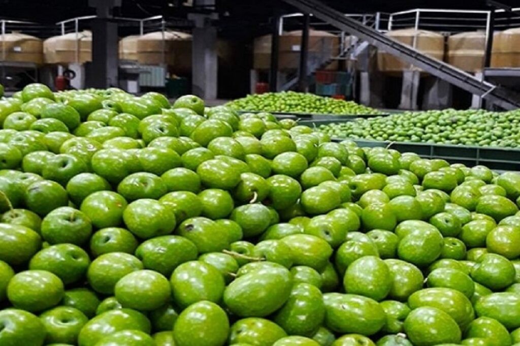 Ένωση Αγρινίου: Οι τιμές παραλαβής πράσινης ελιάς