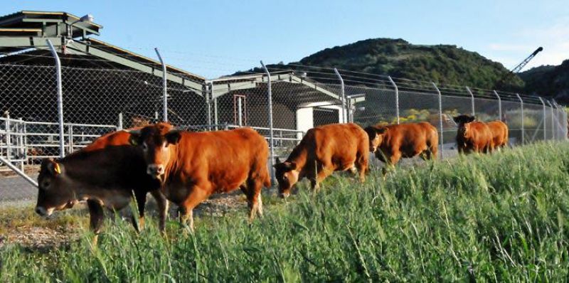 Άδειες κτηνοτροφικών εγκαταστάσεων