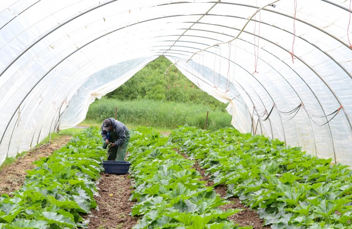 Συγκαλλιέργεια: διαδικτυακό Συνέδριο απ&#039; το Πανεπιστήμιο Θεσσαλίας