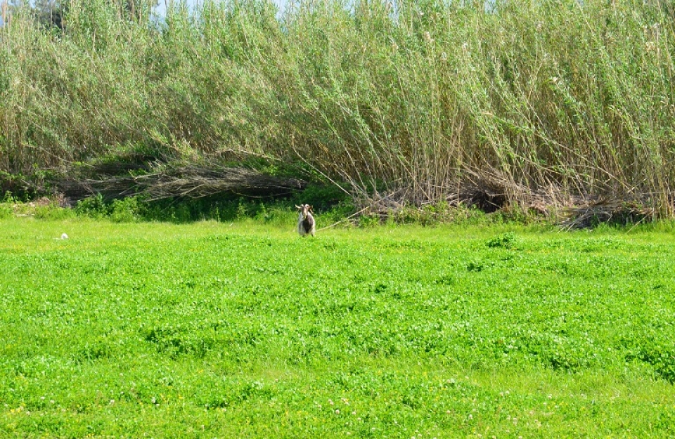 Πράσινη Ενίσχυση: τι είναι και γιατί δίνεται;