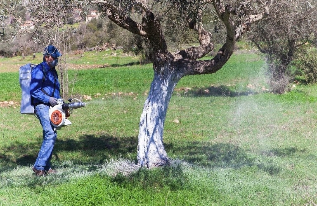 Ξεκινούν την Παρασκευή δολωματικοί ψεκασμοί για τον δάκο της ελιάς στην ΠΕ Αιτωλοακαρνανίας