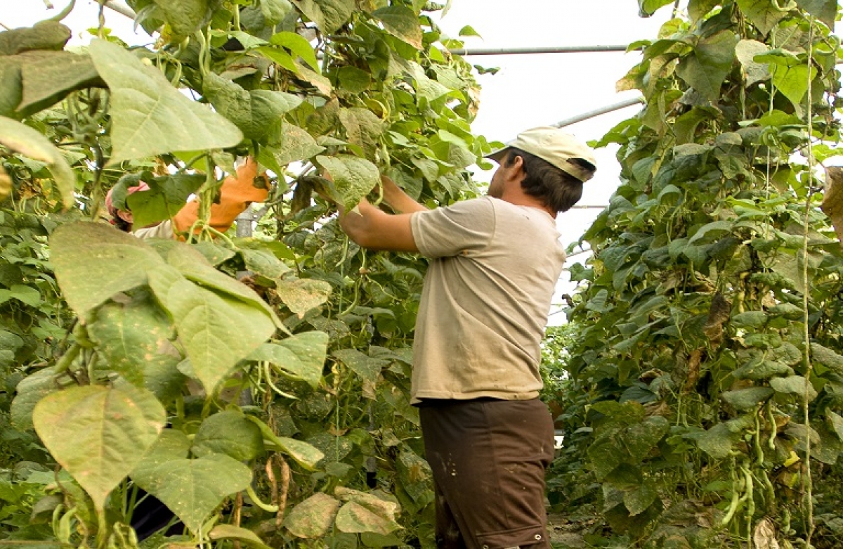 Οδηγίες e-ΕΦΚΑ για τους υποψήφιους αγρότες προς συνταξιοδότηση