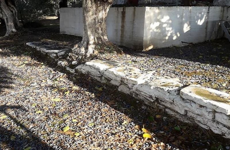 Ολοκληρωτική καταστροφή στον ελαιόκαρπο στο Μενίδι