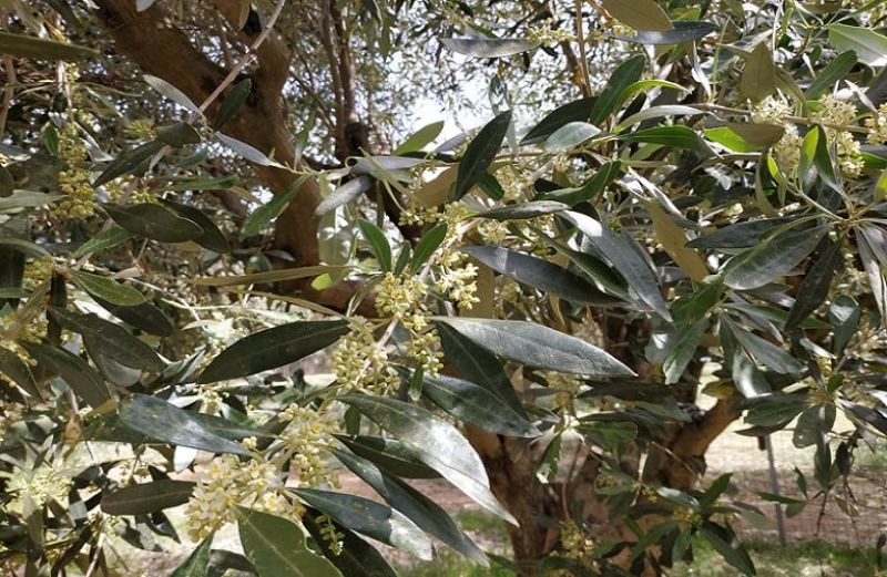 Καρπόδεση, καύσωνας και απροστάτευτα λιοστάσια