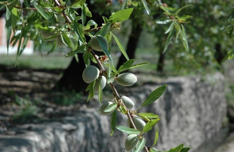 Οδηγίες φυτοπροστασίας για την αμυγδαλιά