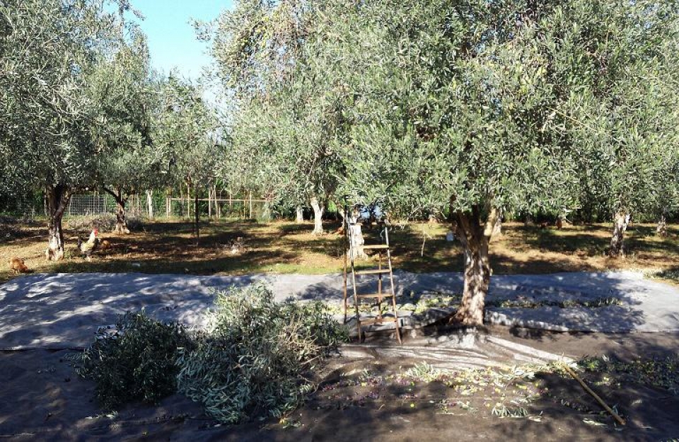 «Έχω κι εγώ ένα λιοστάσι»