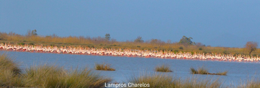 Μοναδικές εικόνες: Μεγάλη συγκέντρωση μεταναστευτικών πουλιών στις εκβολές του Αχελώου (φωτο)