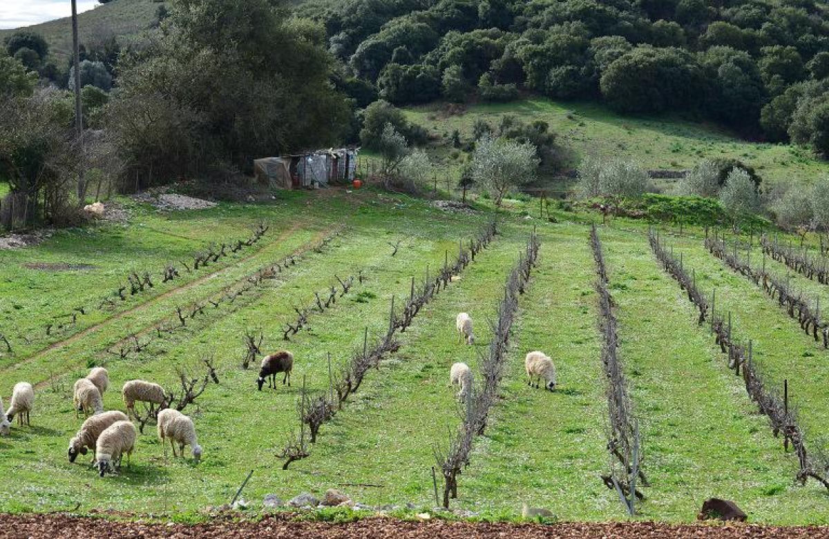 Ξεκινά η παροχή γεωργικών συμβουλών