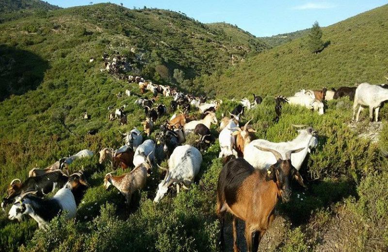 Πληρωμές 34,8 εκ. ευρώ σε 7.725 παραγωγούς