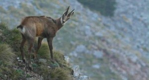 Νίκος Πατερέκας: Ένα σπάνιο ζώο σε κίνδυνο στα βουνά της Αιτωλοακαρνανίας