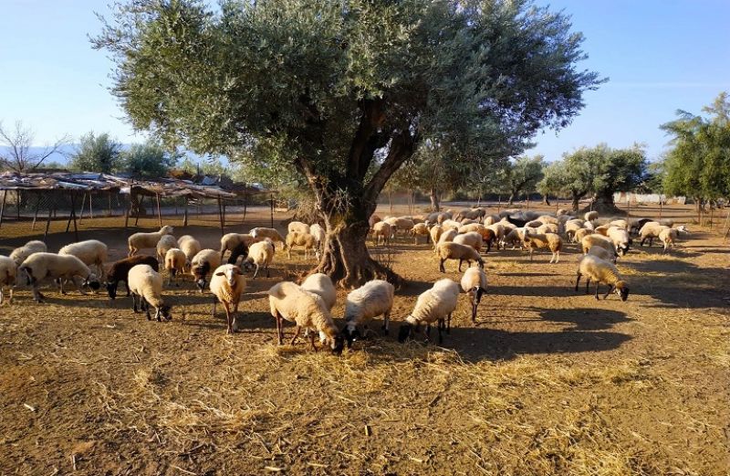 Ολοκληρώθηκε το πρόγραμμα Βιολογική Γεωργία – Κτηνοτροφία 2012-2016