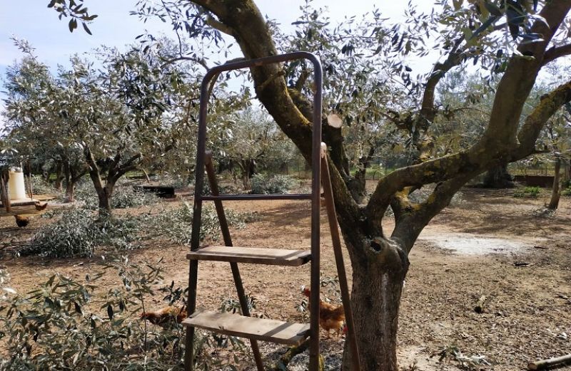 Ενημερωτικό δελτίο για το βακτήριο xyllela fastidiosa