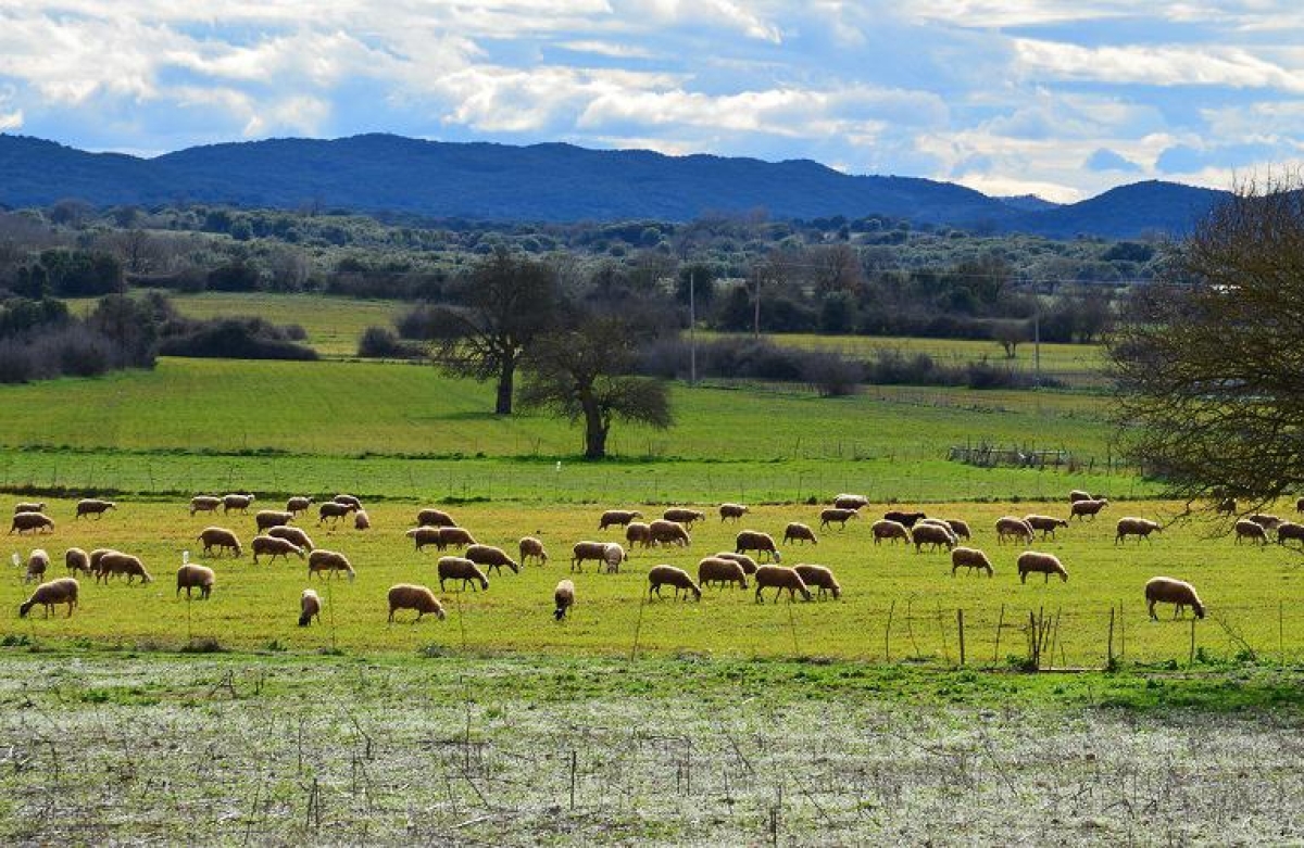 Αιρεσιμότητα: τί είναι και πώς λειτουργεί