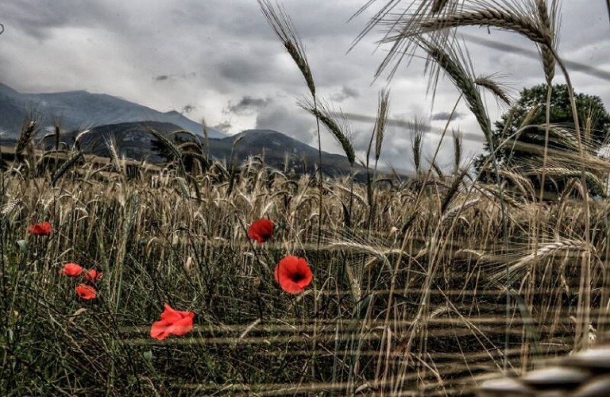 ΓΣΕΕ: Εφιαλτική έκθεση για τον μαρασμό του πρωτογενούς τομέα