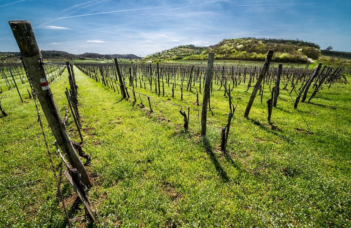 Αύξηση δηλουμένων στρεμμάτων και σταφυλικής παραγωγής