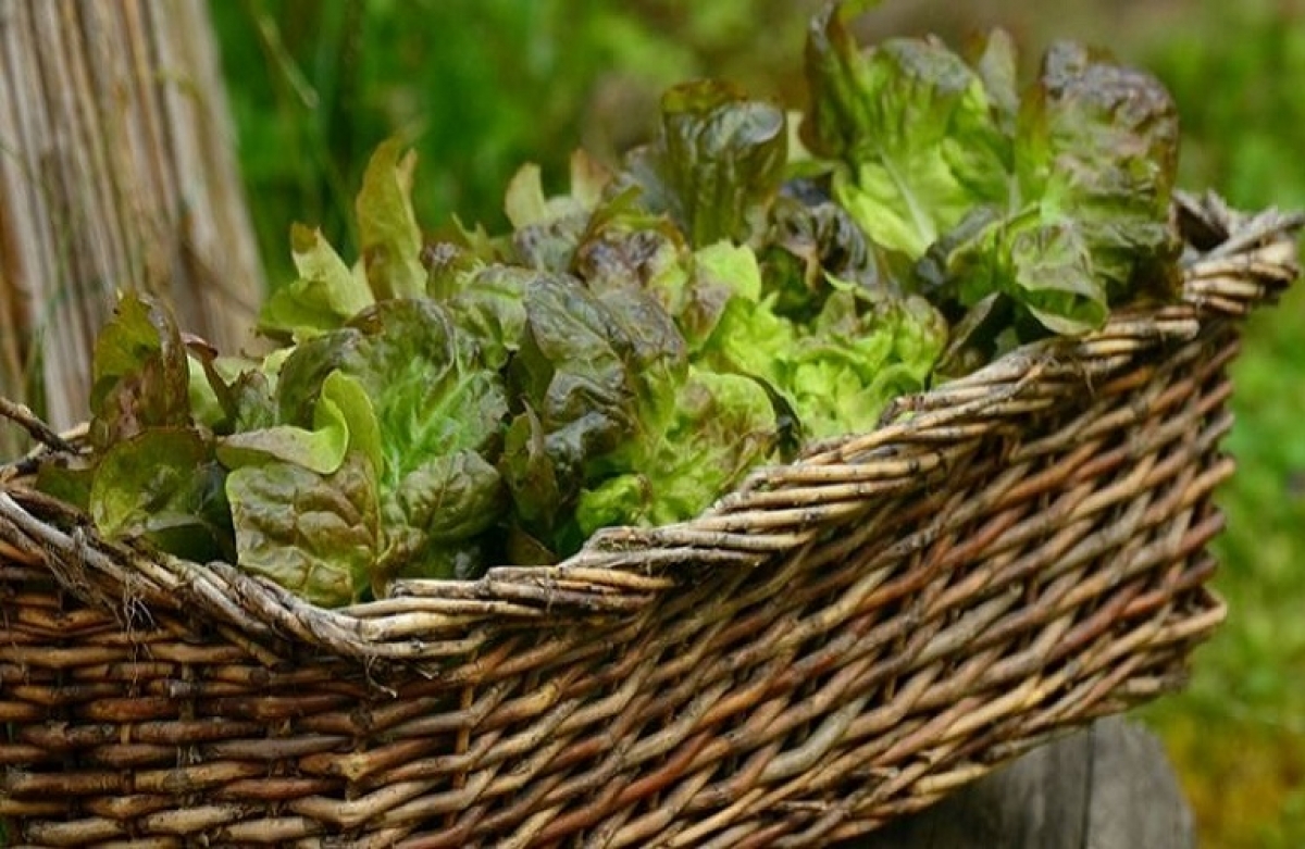 Σπορά - Φύτευση: λαχανόκηπος 2021