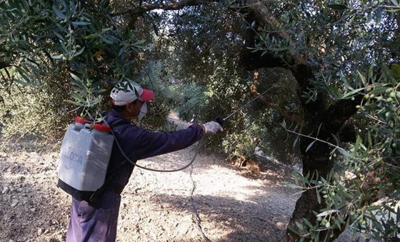 Προσλήψεις για την δακοκτονία στην ΠΕ Αιτωλοακαρνανίας