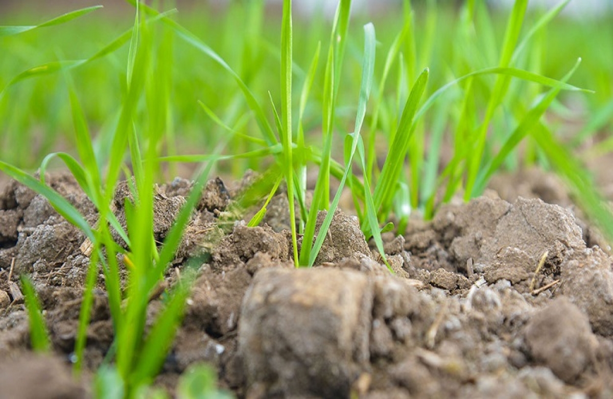 Καλλιέργεια σιταριού: λίπανση, άρδευση, αντιμετώπιση ζιζανίων, εντόμων και ασθενειών