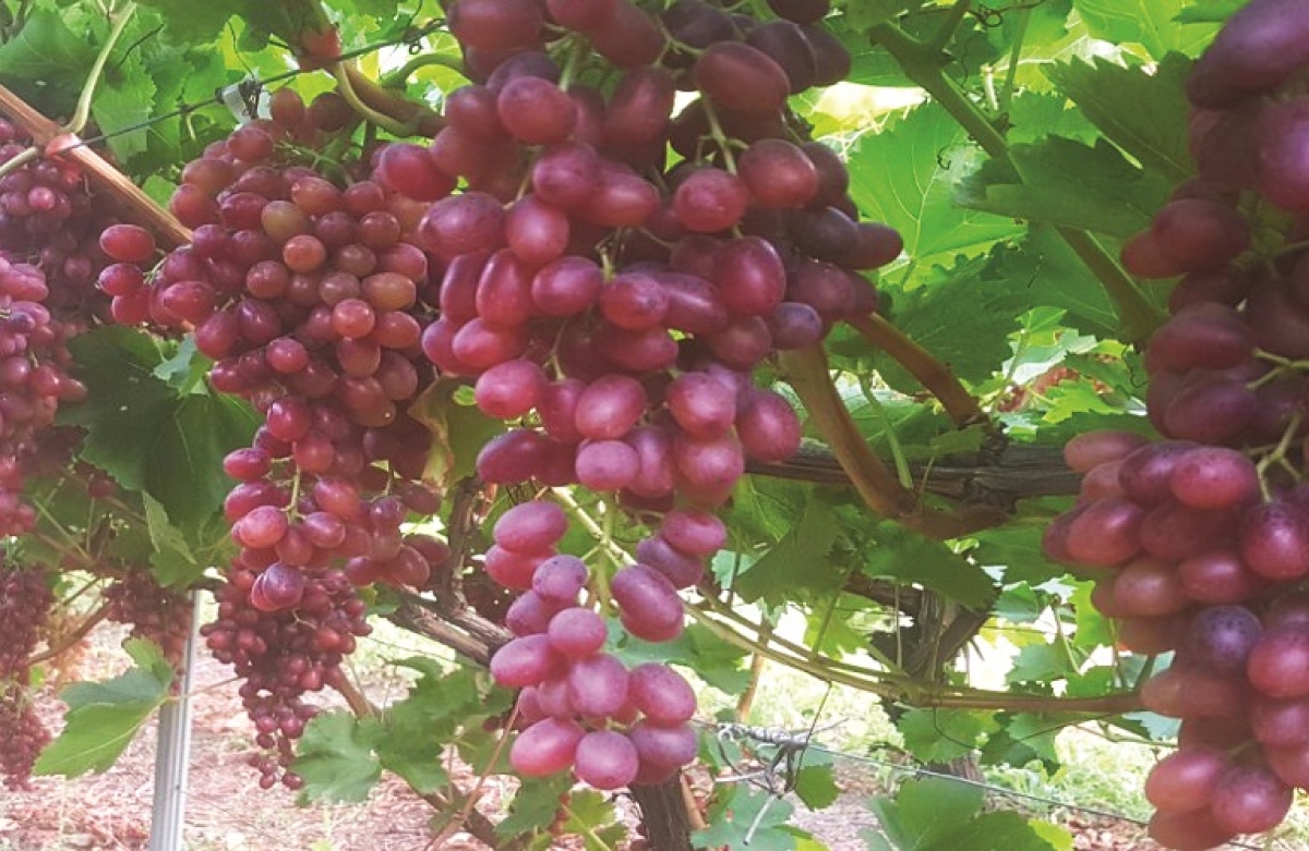 Ξεκίνησε η καταβολή κρατικών ενισχύσεων σταφυλιών ποικιλίας Crimson
