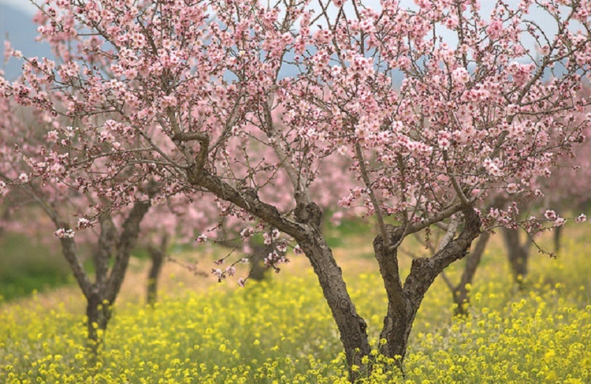 Σε Δημόσια Διαβούλευση η Πρόσκληση εκδήλωσης ενδιαφέροντος για τη Δράση «Αναδιάρθρωση καλλιεργειών» του Ταμείου Ανάκαμψης και Ανθεκτικότητας