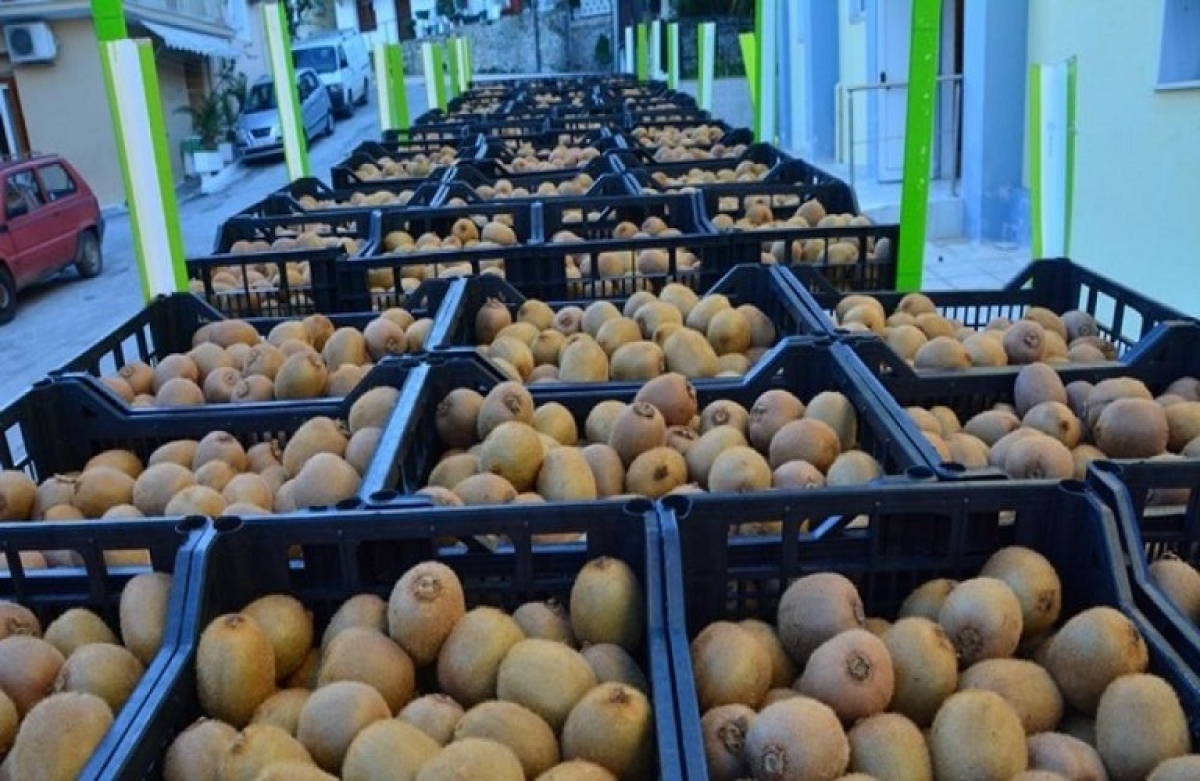 Ανοίγει ο δρόμος για εξαγωγή ακτινιδίων στη Βραζιλία