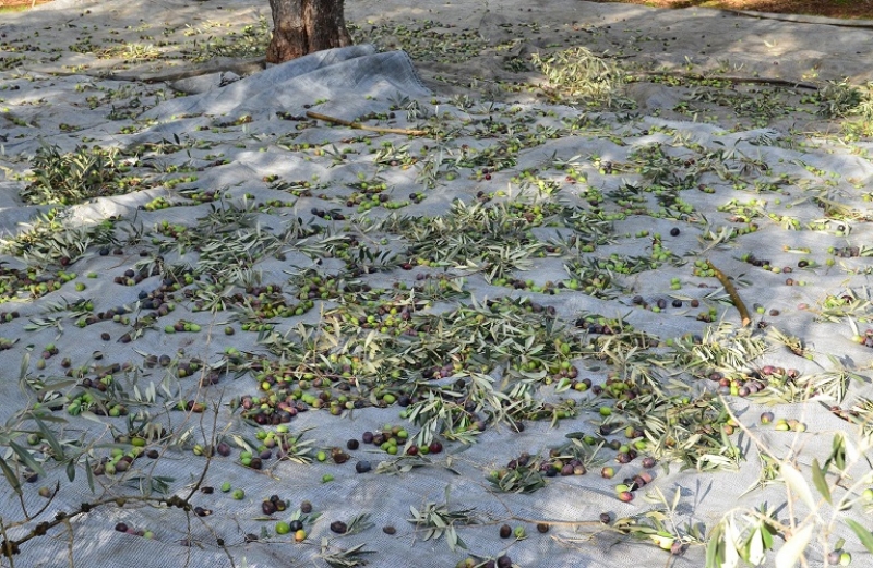 Προετοιμασία για το μάζεμα της ελιάς