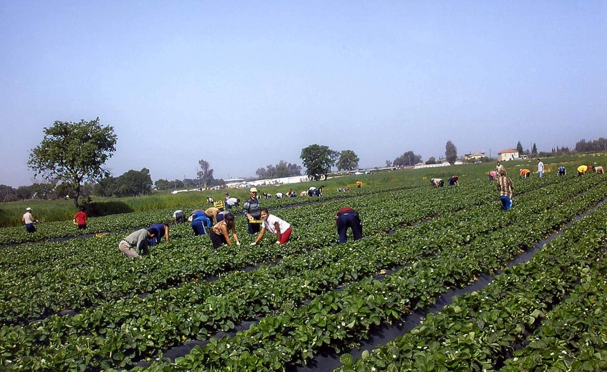 Μαζική φυγή εργατών γης από την Ελλάδα