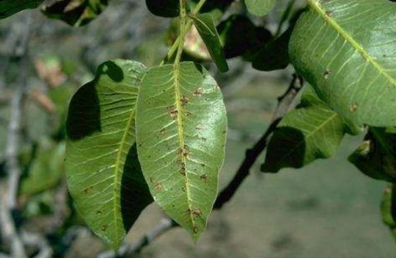 Προειδοποιήσεις για τη φιστικιά