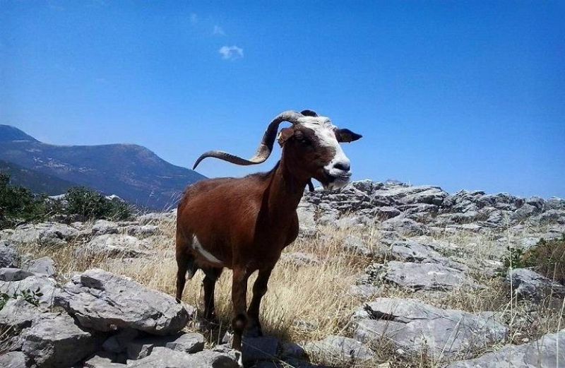 Σπάνιες φυλές: πληρωμές σε 308 δικαιούχους