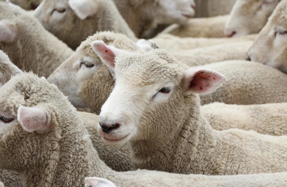 Με απόφαση Λιβανού: κλιμακώνονται οι έλεγχοι εν όψει της πρωτοχρονιάς