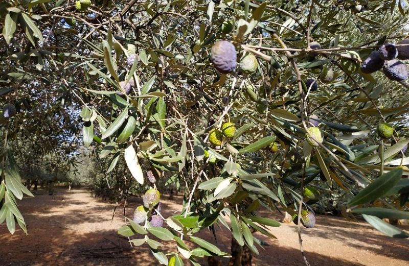Σε απόγνωση (ξανά) ελαιοπαραγωγοί και κτηνοτρόφοι