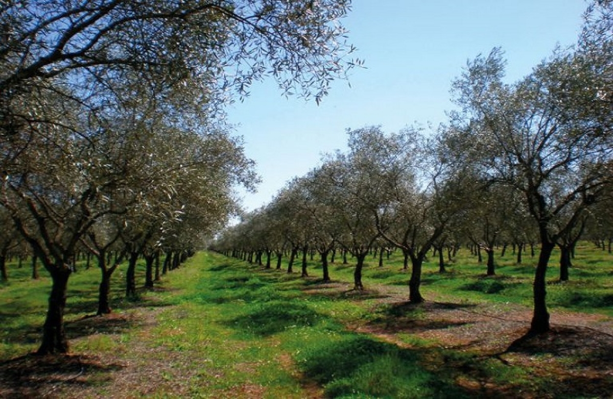 Δακοκτονία 2022: η κατανομή του εποχικού προσωπικού