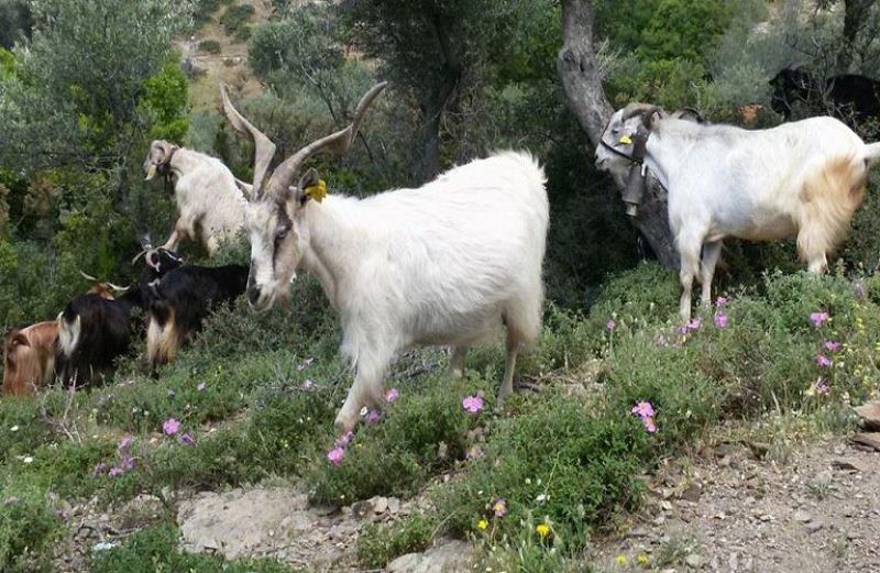 Πληρωμή για Σπάνιες Φυλές στην Αιτωλοακαρνανία