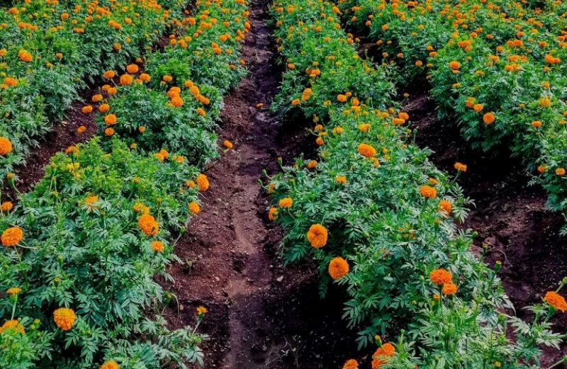 Κρατική ενίσχυση στους παραγωγούς Ανθέων: 8.912.750 ευρώ σε 1.070 γεωργούς