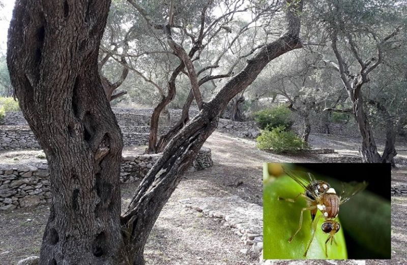 Τι εστί δακοκτονία