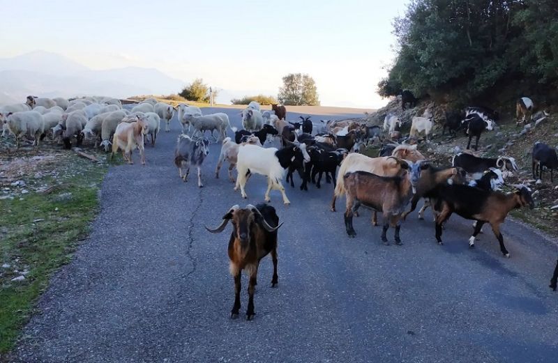 Απογραφή ζωικού κεφαλαίου