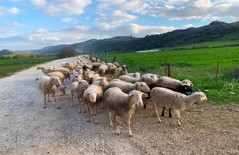 Ολοκληρωμένο σχέδιο για τον καταρροϊκό πυρετό ζητά η ΕΔΟΚ