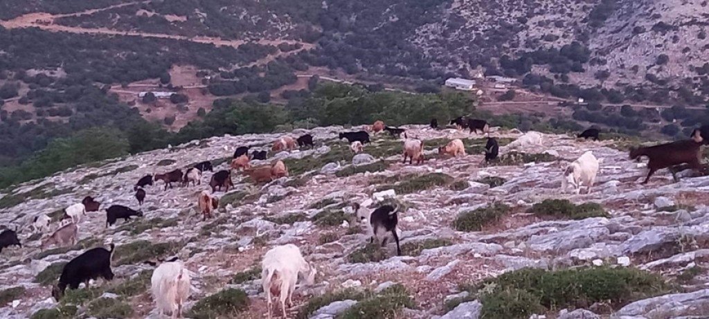 ΞΗΡΟΜΕΡΟ: Σέλα του βουνού και της μνήμης…
