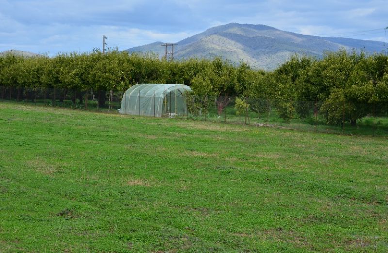 Πληρωμή 3,67 εκ. ευρώ από ΟΠΕΚΕΠΕ