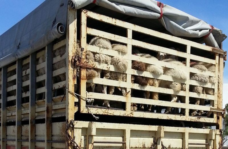 Προστασία των ζώων κατά τη μεταφορά τους